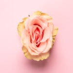 Rose bud with petals resembling vulva