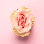 Rediscover Confidence: The Magic of Cosmetic Gynecology 10 Rose bud with petals resembling vulva