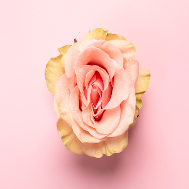 Rose bud with petals resembling vulva